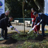 掃部山公園にシドモア桜　西区制80周年記念事業で