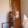 どんなドアでも開けられる大型犬→完全に『自分を人間だと思っている光景』に「天才！すごいですね」「うちも開ける専門ですｗ」と称賛の声