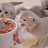 子猫の『ご飯の準備』に手間をかけすぎると…可愛すぎる『早くしてコール』が24万7000再生「かわいい赤ちゃんたち」「天国だ」