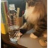 『水入りペットボトルを落としたい猫vs阻止する飼い主』…ついつい笑っちゃう戦いの様子が38万再生「ずっと見てられる」「攻防がたまらん」