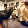 大型犬の前で『肩たたき』をしてみた結果…まさかの『喧嘩と勘違いして全力で止める姿』に感動「正義の味方ｗ」「仲良くして！って言ってる」