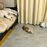 大型犬2匹が暮らす家に子犬がきた結果→まさかの『完全に電池切れをする光景』に3万いいね「お世話大変だもんね」「幸せすぎる構図」と絶賛の声
