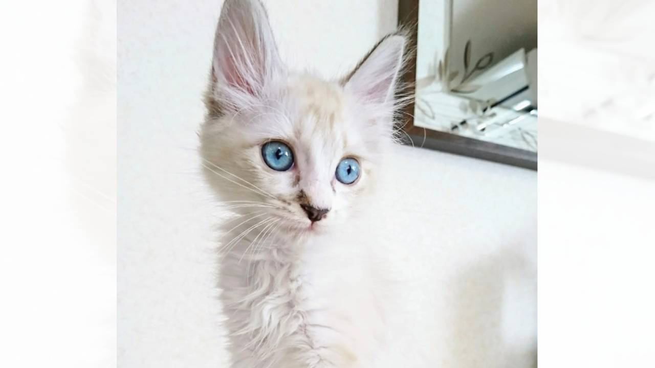 おうちに迎えた頃は『白かった子猫』が、現在…まさかまさかの