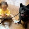 赤ちゃんが『犬のリードを持ちたい』とお願いしてきた結果…まさかの『優しすぎる気遣い』を見せる光景が64万再生「人間より賢い…」