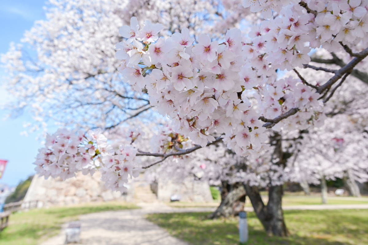 美品  満開の桜公園に、これから開花を迎えるスポットも！鳥取県東部の メンテナンス