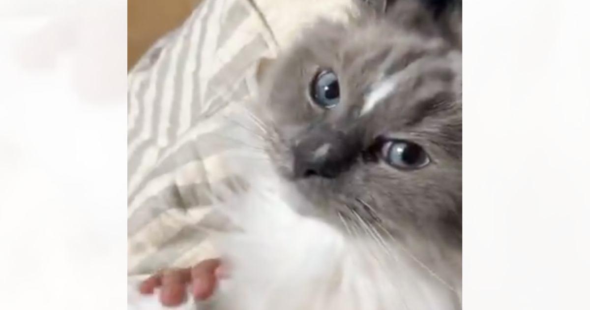 ねこちゃんさん専用 リイシューねこちゃん BEIGE AND BLUE – KENSHI YONEZU ONLINE STORE