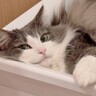 お風呂からでたら、洗面台の上に猫が……予想外の『お出迎え姿』が可愛すぎると50万表示「むふんて顔してるねｗ」「かわいさが溢れてる」