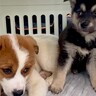 処分予定だった『野犬の赤ちゃん２匹』を保護…命をつないだ『１週間の記録』が素敵すぎると121万再生「運命が変わった」「幸せに」と感動