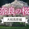 〈奈良〉うららかな春の絶景
