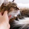 『人に懐きやすい』と言われている猫種3選　甘えん坊な猫たちの魅力や特徴をご紹介