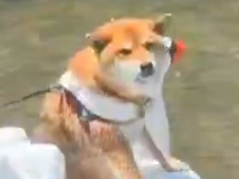 犬と川遊びに行った結果→『華麗に泳ぐ』かと思っていたら…予想外な