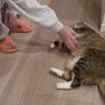 大好きなお姉さんが遊びに来た結果→興奮しすぎた元ボス猫が…思わず吹き出す『まさかのハプニング』が35万再生「女の子大歓迎ｗ」「かわちい」