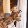 目線釘づけ！　飼い主さんの窓ふきに夢中すぎる2匹の子猫
