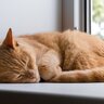 猫が『痩せていく』のは異常？考えられる3つの原因　食べているのに細くなるのは病気のサインかも