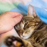 猫が『死期を悟ると姿を消す』のは本当？そう言われる理由と取るべき対応