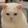 お姉ちゃん猫に叱られてしまった猫→しょんぼりしてるかと思いきや…可愛すぎる『お手手』が67万表示「かわいいポーズ」「ゴメンニャさい」