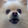 『パパはイケメン？』と犬に聞いてみた結果…自己肯定感爆上がりな『思った以上の反応』が18万再生「誘導尋問で草」「ヨイショしてるｗｗ」