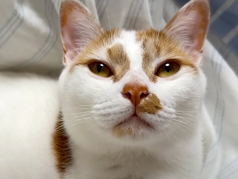 ベッドにいる2匹の猫→愛してやまないママがやってくると