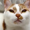 ベッドにいる２匹の猫→愛してやまないママがやってくると…泣けるほど尊い『まさかの光景』に「ゴロゴロが可愛い」「最高です」と絶賛の声