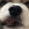 おやつを無くしてしまった犬→一生懸命探していると思ったら…コント過ぎる『衝撃の結末』に「ニオイするのにｗ」「ドジっ子可愛い」と1万いいね