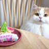 誕生日を満喫する猫　大好きなささみのケーキ＆じゃらし遊びでごきげんに