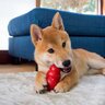 犬と楽しく簡単に遊べる『知育ゲーム』4選　愛犬に与える効果から遊び方のコツまでご紹介