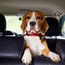 犬が『車酔い』してしまう原因3選　主な症状や事前にできる対策までご紹介