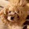 『いらないから』と裏切られた犬…保護主の決意と涙が止まらない『現在の光景』が20万再生「甘えたかったよね」「助けてくれてありがとう」