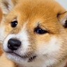 脱走した赤ちゃん犬をパパが叱った結果…破壊力が高すぎる『絶対に怒れない表情』が11万再生「なんでも許してしまう」「顔ずるいｗ」と悶絶