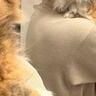 お風呂に入れられることを察した猫→『表情』を見てみると…あまりにも良すぎる瞬間に4万4000いいね「魂の叫び」「たまらない可愛さ」