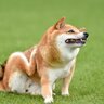 犬が『精神的にキツイ』と思っているときのサイン4選　愛犬のメンタルを回復させる接し方まで