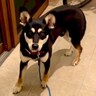怯え震えて『1日中玄関にいた犬』が…徐々に心を開いていく『感動的な軌跡』が泣けると61万再生「なんて素敵な家族」「いいペアになりそう」
