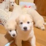 5匹の赤ちゃん犬たちに『ごはん』と言ってみた結果→ワチャワチャしすぎて…想定以上の光景が60万再生「一斉に動くｗ」「人間の子供と同じ」