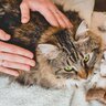 猫も『肩がこる』ことはある？気になったら試したいほぐし術4選