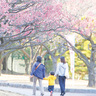 公園内で梅の景色と香りを楽しむ群馬県桐生市南公園の梅まつり、3月10日まで開催中。3月10日には「梅まつり茶会」も