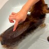 お風呂で下半身がプカプカ浮く犬→『おしりツンツン』してみたら…可愛すぎる光景がたまらないと299万再生「最高の浮き具合」「表情も良い」