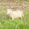 謎の白い動物!?　伊賀市で目撃　小学生が撮影