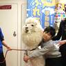開運の動物が大集合、アルパカ初登場、近鉄百貨店四日市店