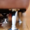 猫を『追うと逃げる』…なぜ？考えられる4つの理由　どうしても捕まえたいときはどうすれば？