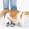猫が『飼い主さんの足をわざと踏む』ナゾ行動の理由5選　どんなキモチが隠れている？