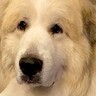 体が大きくてたくましい超大型犬→でも、雷が鳴ると…見た目とは裏腹な『あまりにも可愛い反応』が6万再生「赤ちゃん返り」「ぎゅーってしたい」