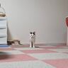 『遠くから視線を送ってくる猫』→拡大して顔を見てみたら…可愛すぎる『発見』に1万8000いいね「たまらないポツン感」「抱きしめたい」