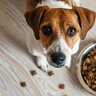 犬がドッグフードを一粒ずつ食べる理由4つ　注意すべき愛犬の状態や対処法とは
