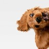 犬たちは『わざと可愛い仕草をしてる』説が濃厚？３つの理由をあなたの愛犬と照らし合わせてみよう