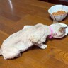 歯が折れ、毛もボロボロの『やせ細った猫』を保護して半年…幸せいっぱいのビフォーアフターに涙する人が続出「素敵」「優しさをありがとう」