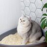 『うんち・オシッコ』中の猫の危険なサイン4選　病気が隠れている可能性が…