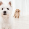 飼い主が『外出する時』の愛犬の心理２つ　寂しいと感じてる？不安を解消する方法はあるの？