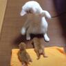 赤ちゃん猫2匹を前にした結果、白猫が…まさかの『踊りだす光景』が53万9000再生「謎の動きｗｗ」「肉球なめて落ち着いてるの草」