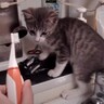 バスルームを大冒険していた子猫→電動歯ブラシを動かしてみたら…思わず癒される『可愛すぎる姿』が96万再生「ハラハラドキドキ」「萌えた」