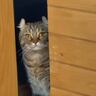妹猫の『浮気現場』を目撃してショックを受けた様子の兄猫→後をついて行ってみたら…まさかの"奇行"に爆笑の声「切なさが全身からｗ」「面白すぎ」